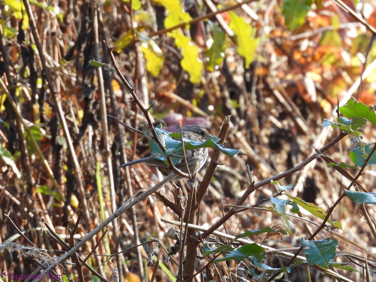 Lincoln's Sparrow - ML644786468