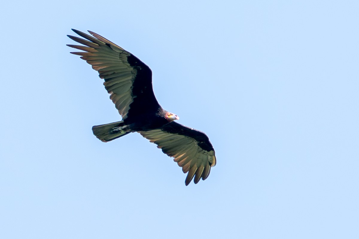 Lesser Yellow-headed Vulture - ML644786470