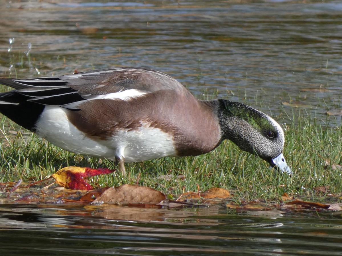American Wigeon - ML644786471