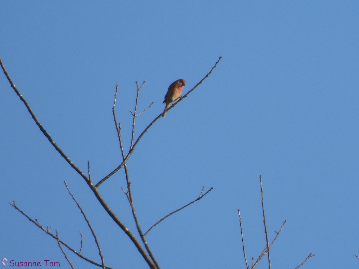 Purple Finch - ML644786472