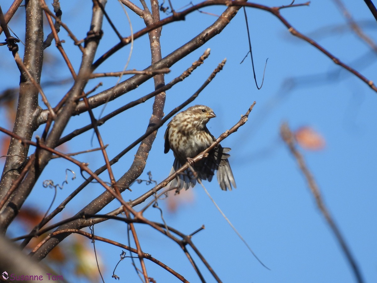 Purple Finch - ML644786473