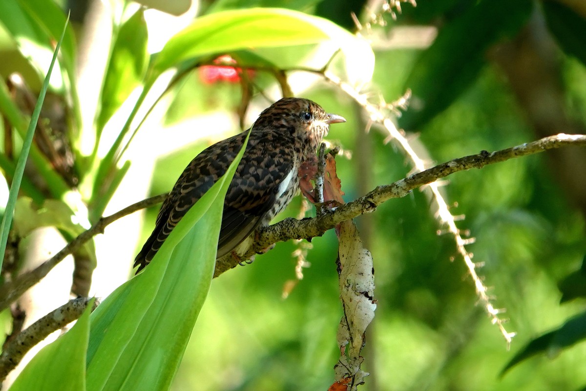 Little Bronze-Cuckoo - ML644786475
