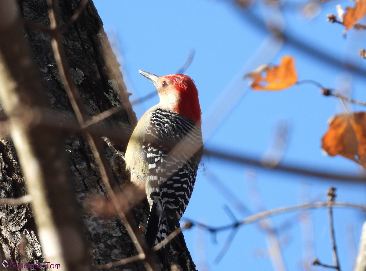 Red-bellied Woodpecker - ML644786481