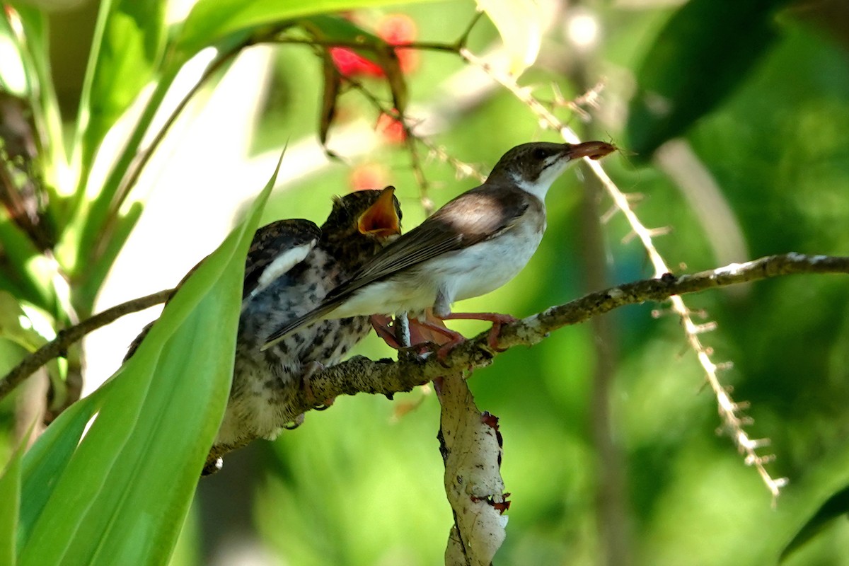 Brown-backed Honeyeater - ML644786485