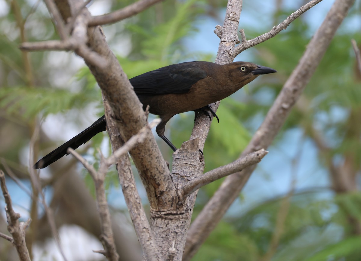 Great-tailed Grackle (Great-tailed) - ML644786486