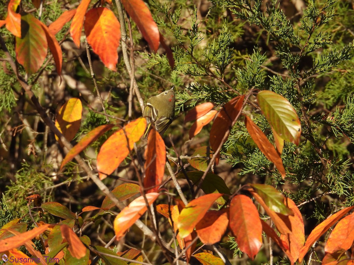 Ruby-crowned Kinglet - ML644786490