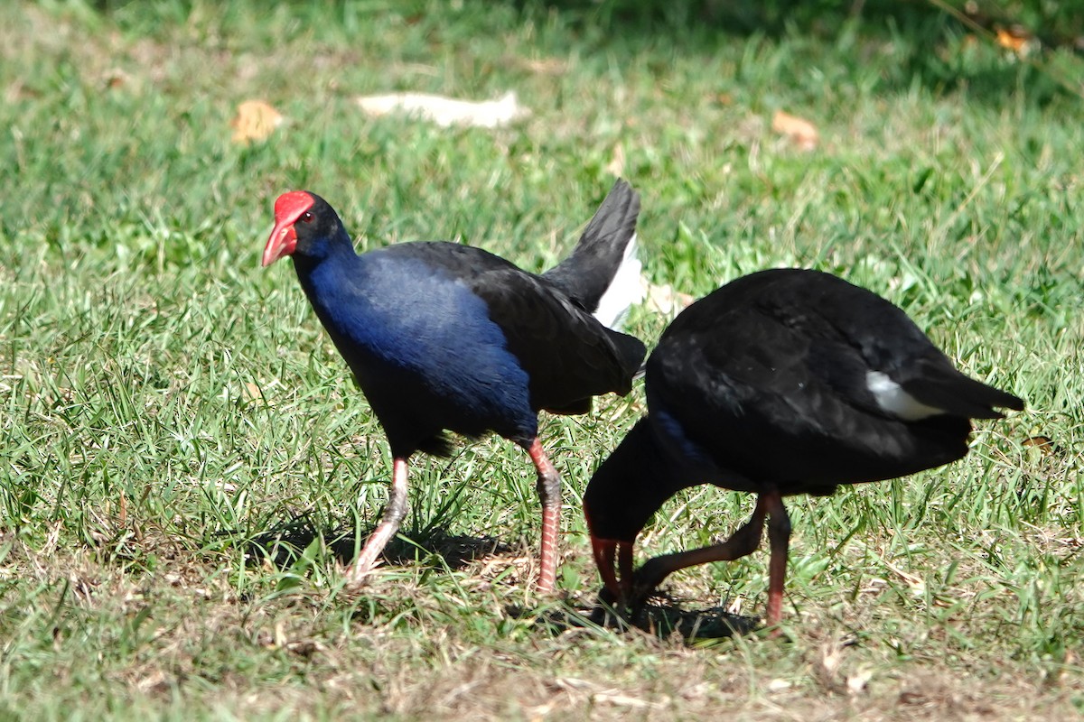 Australasian Swamphen - ML644786491
