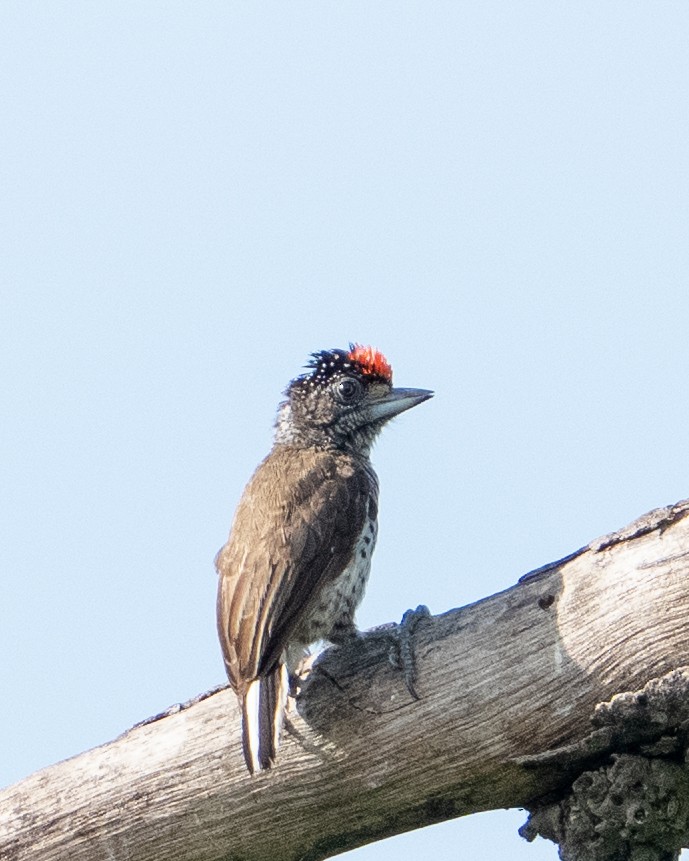White-bellied Piculet - ML644786493