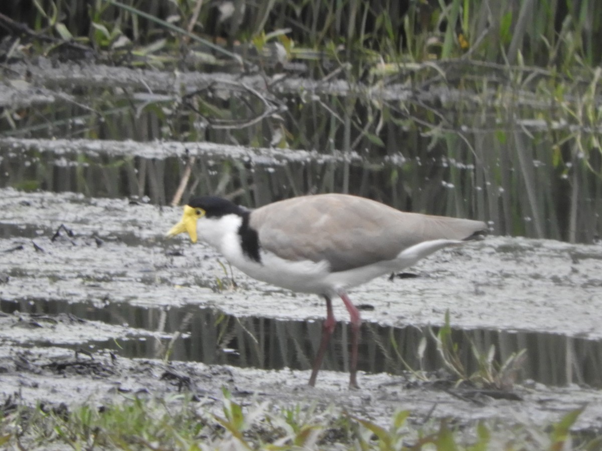 Masked Lapwing - ML644786494