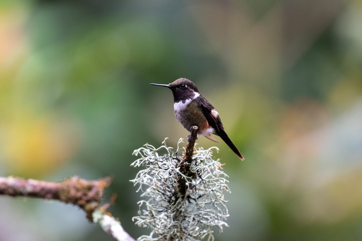 Purple-throated Woodstar - ML644786496