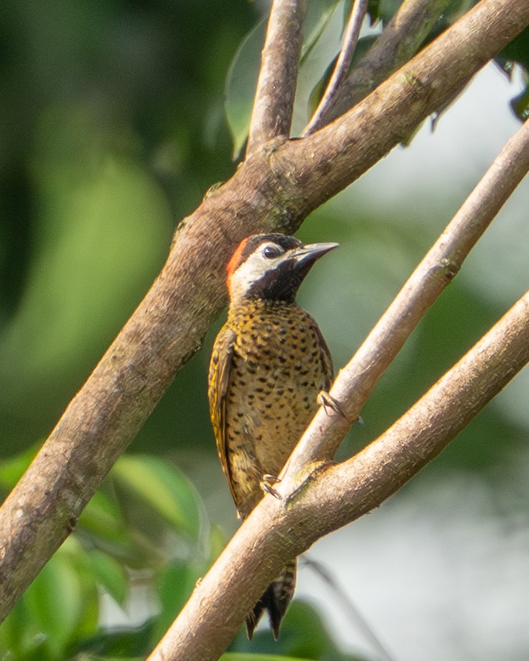 Spot-breasted Woodpecker - ML644786497