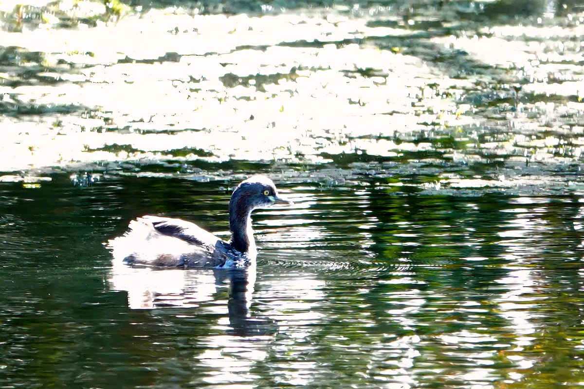 Txilinporta australasiarra - ML644786498