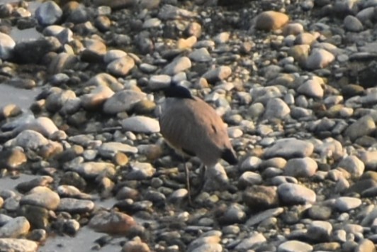 elvevipe - ML644786501