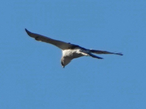 Busard des marais - ML644786513