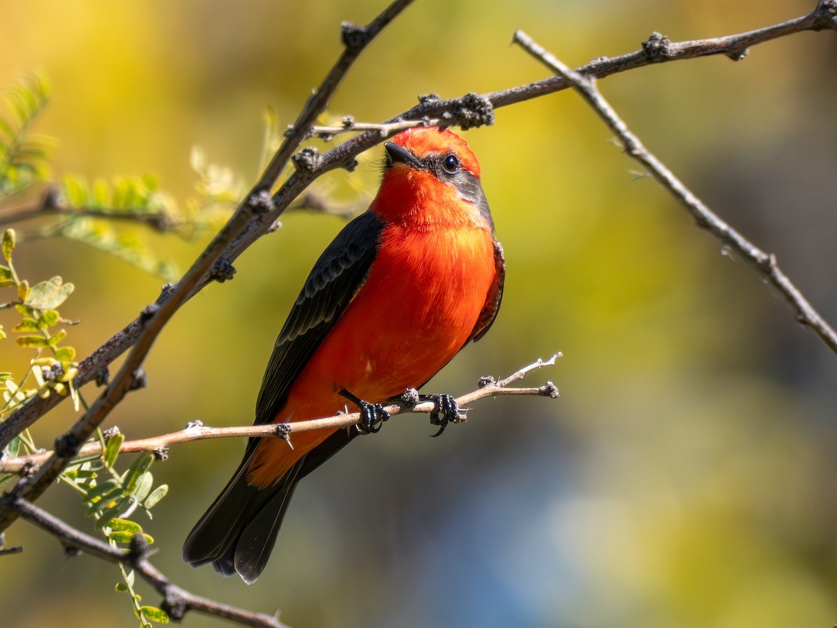 Vermilion Flycatcher - ML644786515