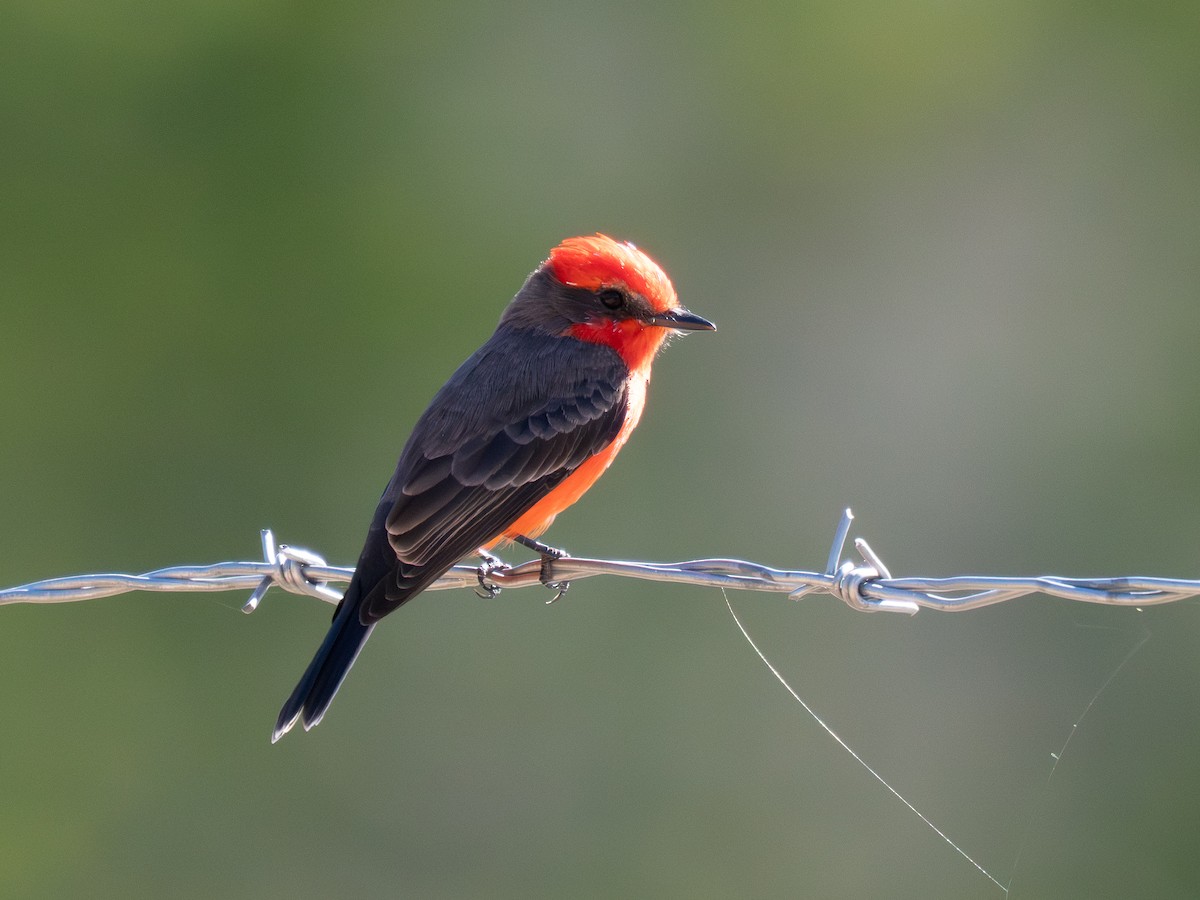 Vermilion Flycatcher - ML644786516