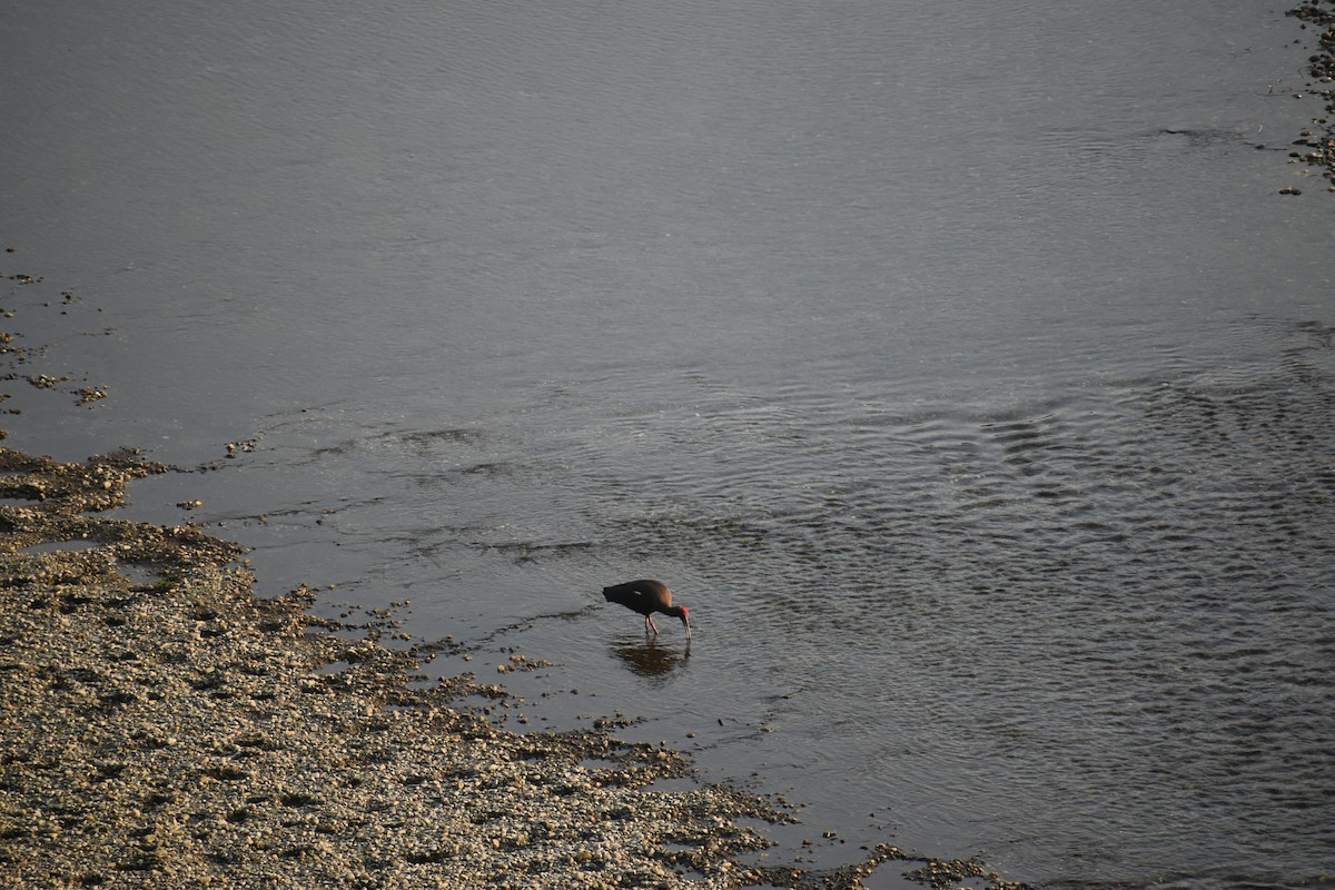 rødvorteibis - ML644786521