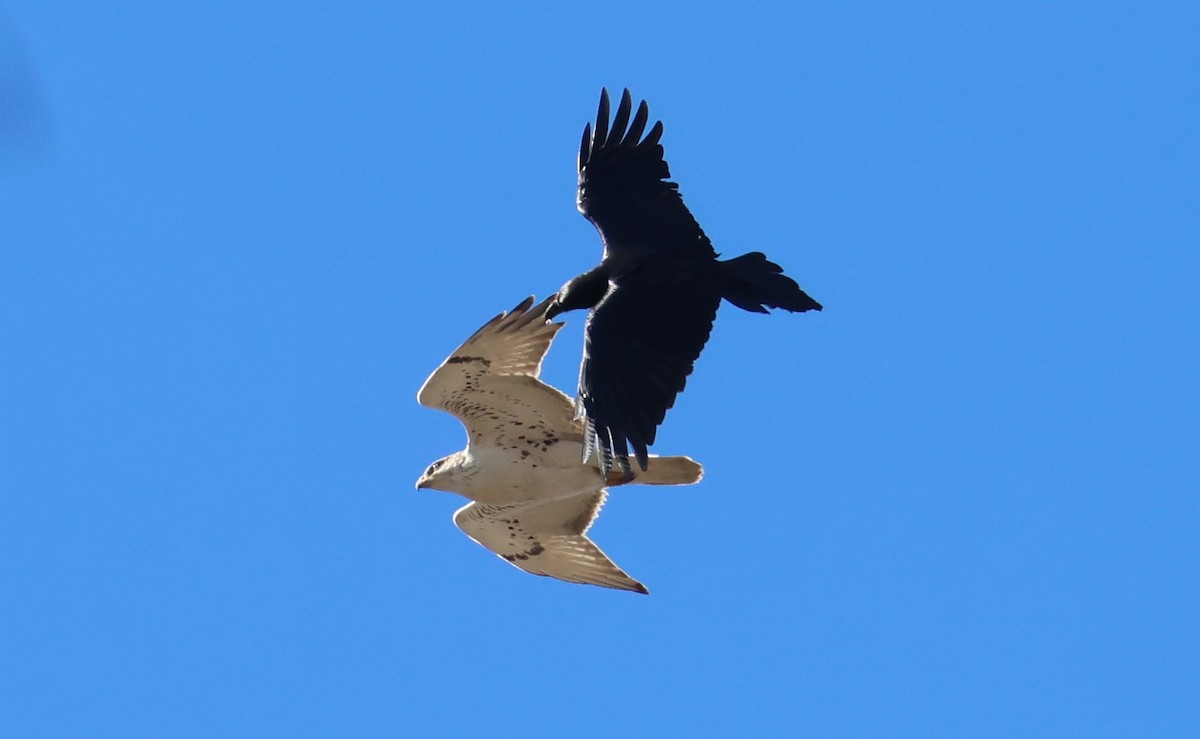 Ferruginous Hawk - ML644786522