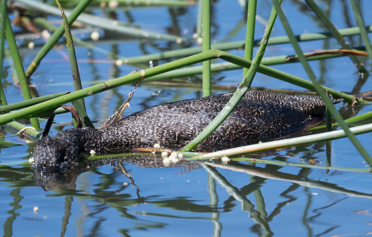 Freckled Duck - ML644786541