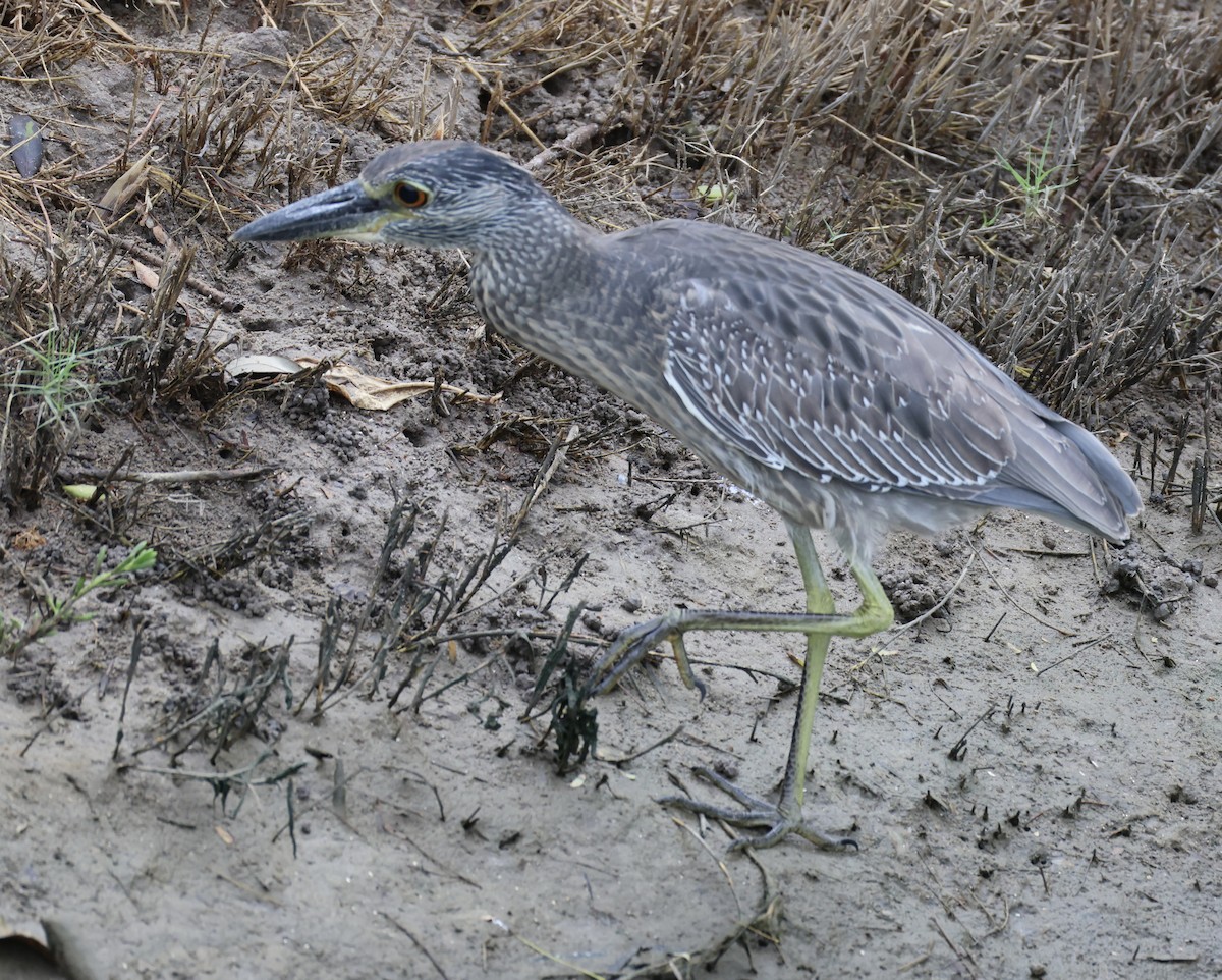 Sarı Tepeli Gece Balıkçılı - ML644786543