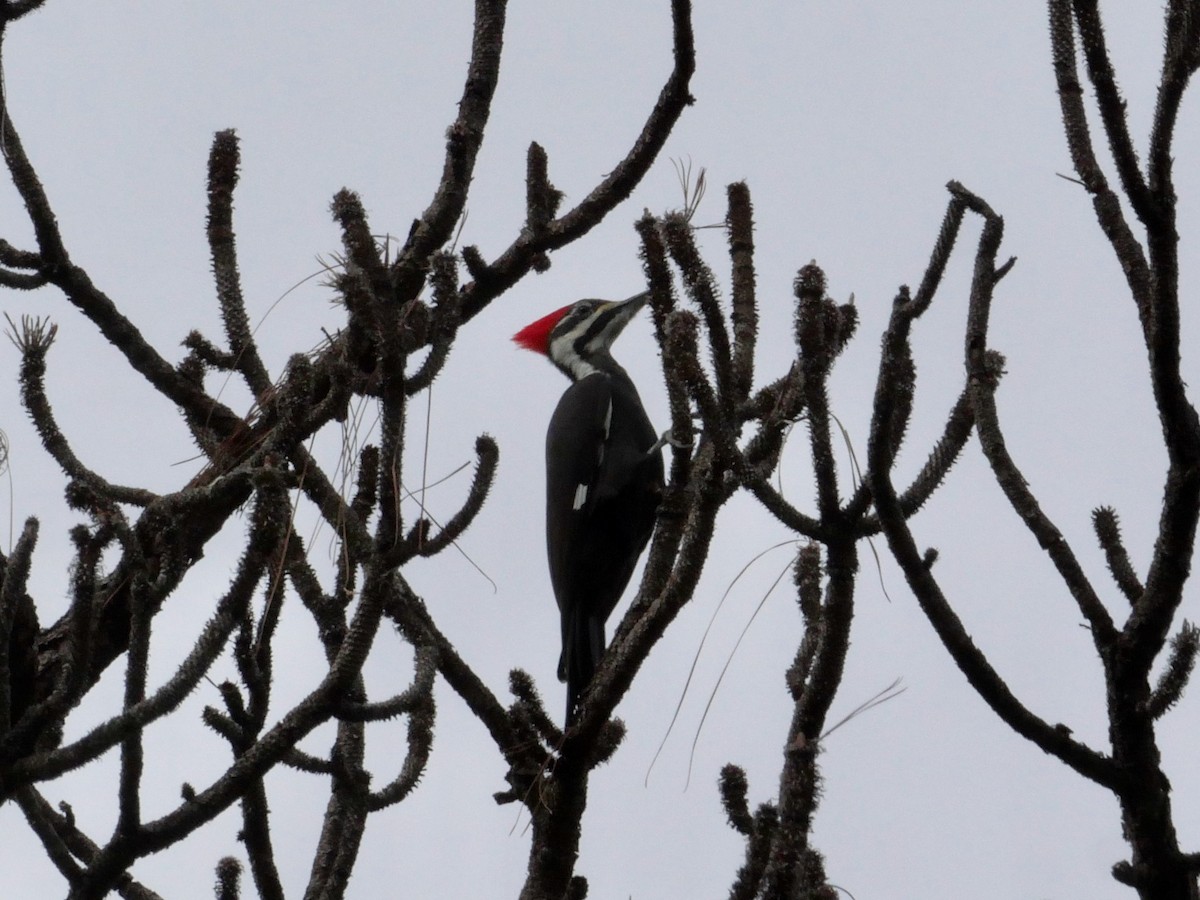 Жовна північна - ML644786544