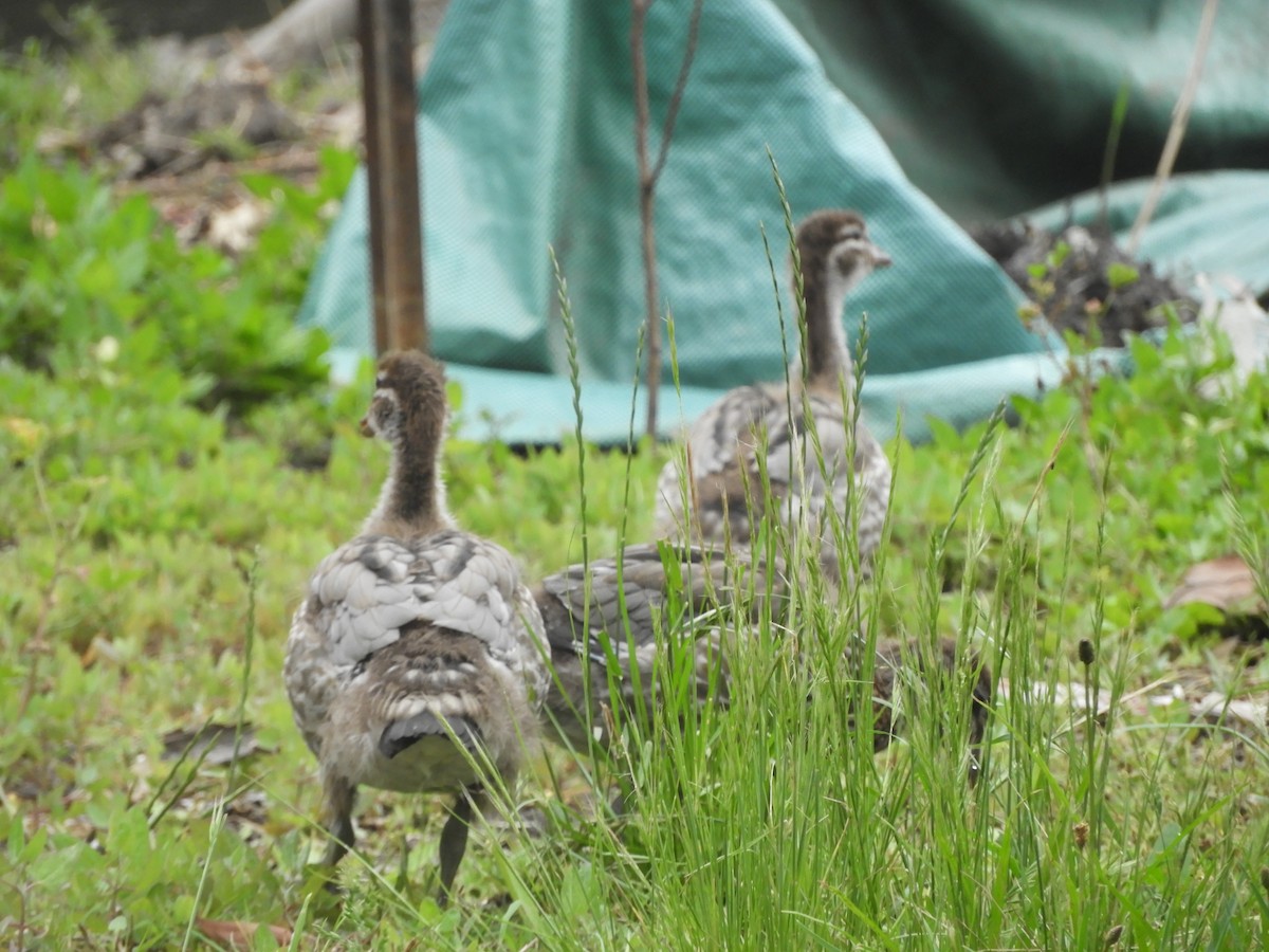 Ahate kalparduna - ML644786547