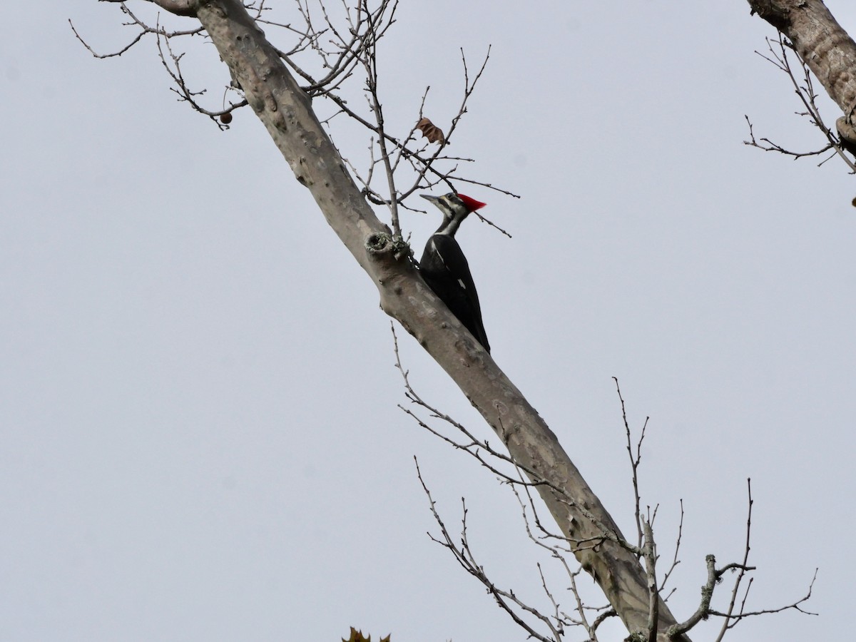 Жовна північна - ML644786548