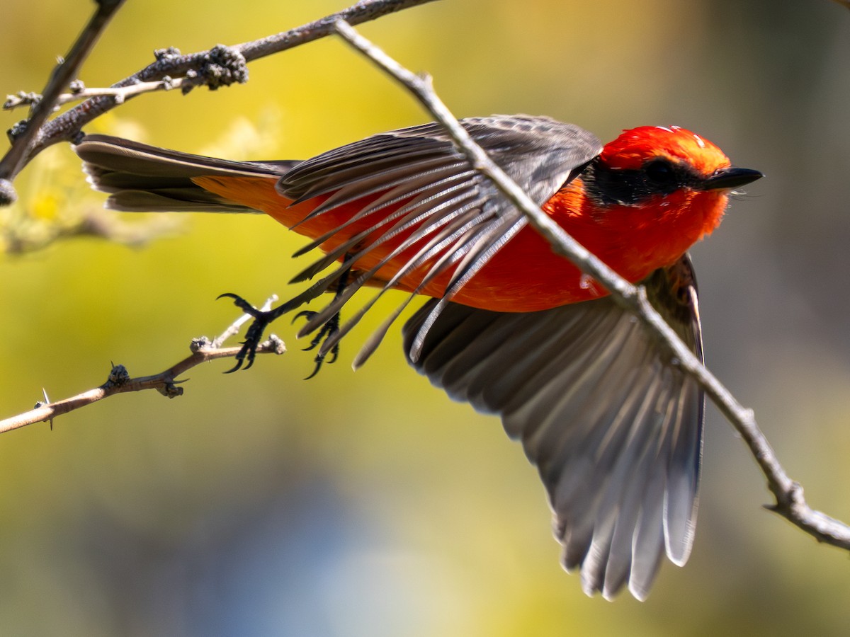 Vermilion Flycatcher - ML644786564