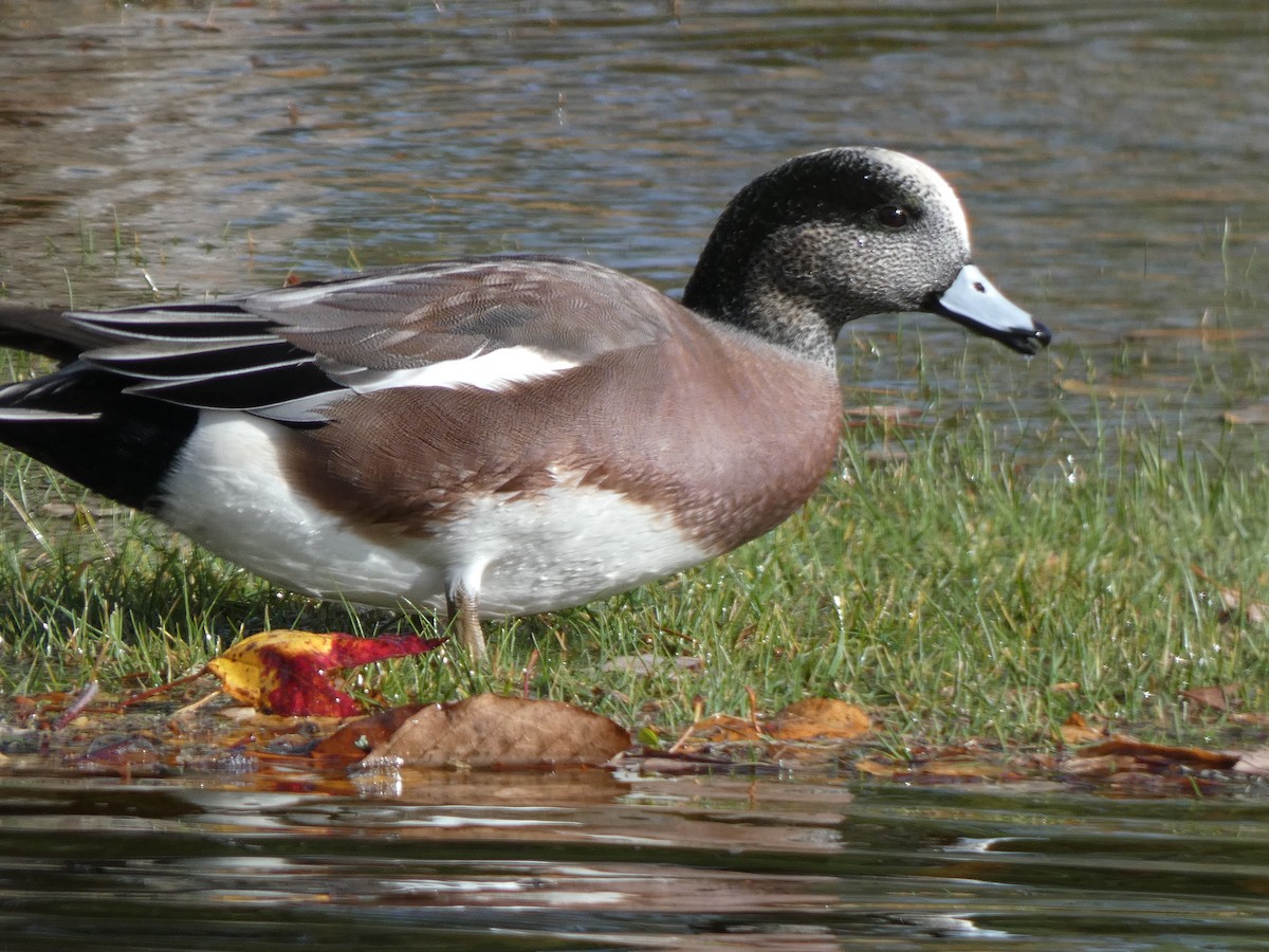 Свищ американський - ML644786569