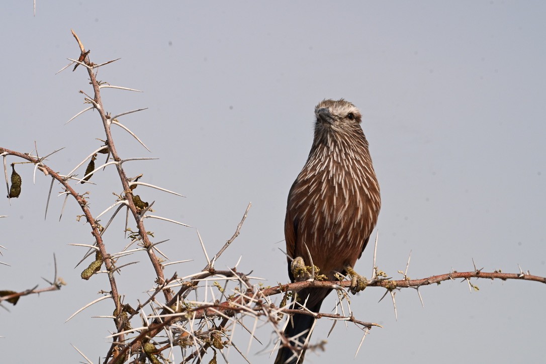 チャガシラニシブッポウソウ - ML644786571