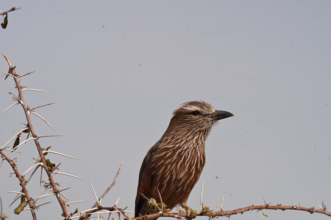 チャガシラニシブッポウソウ - ML644786572