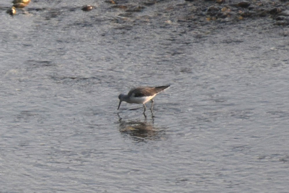 gluttsnipe - ML644786573