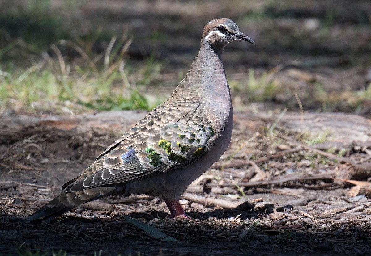 Common Bronzewing - ML644786574