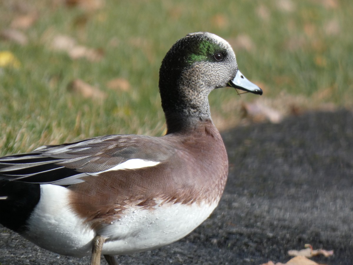 Свищ американський - ML644786580