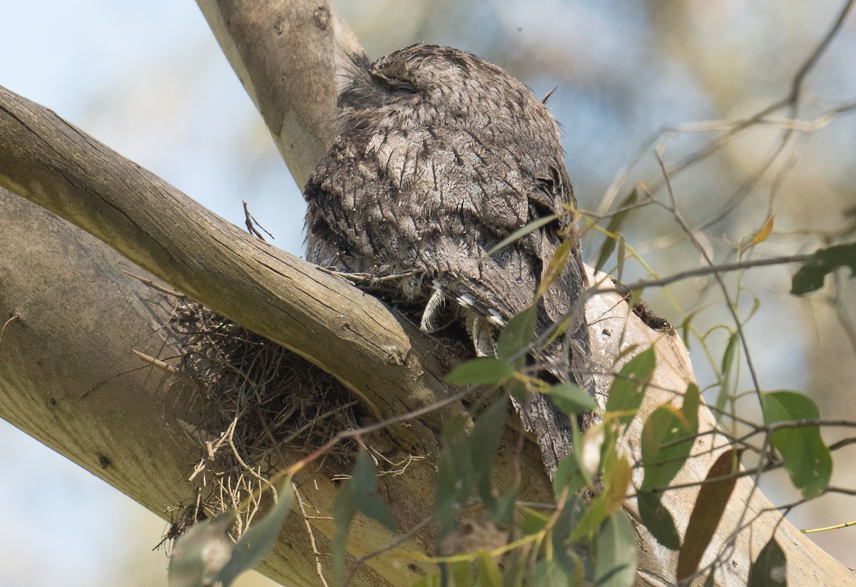 Tawny Frogmouth - ML644786586