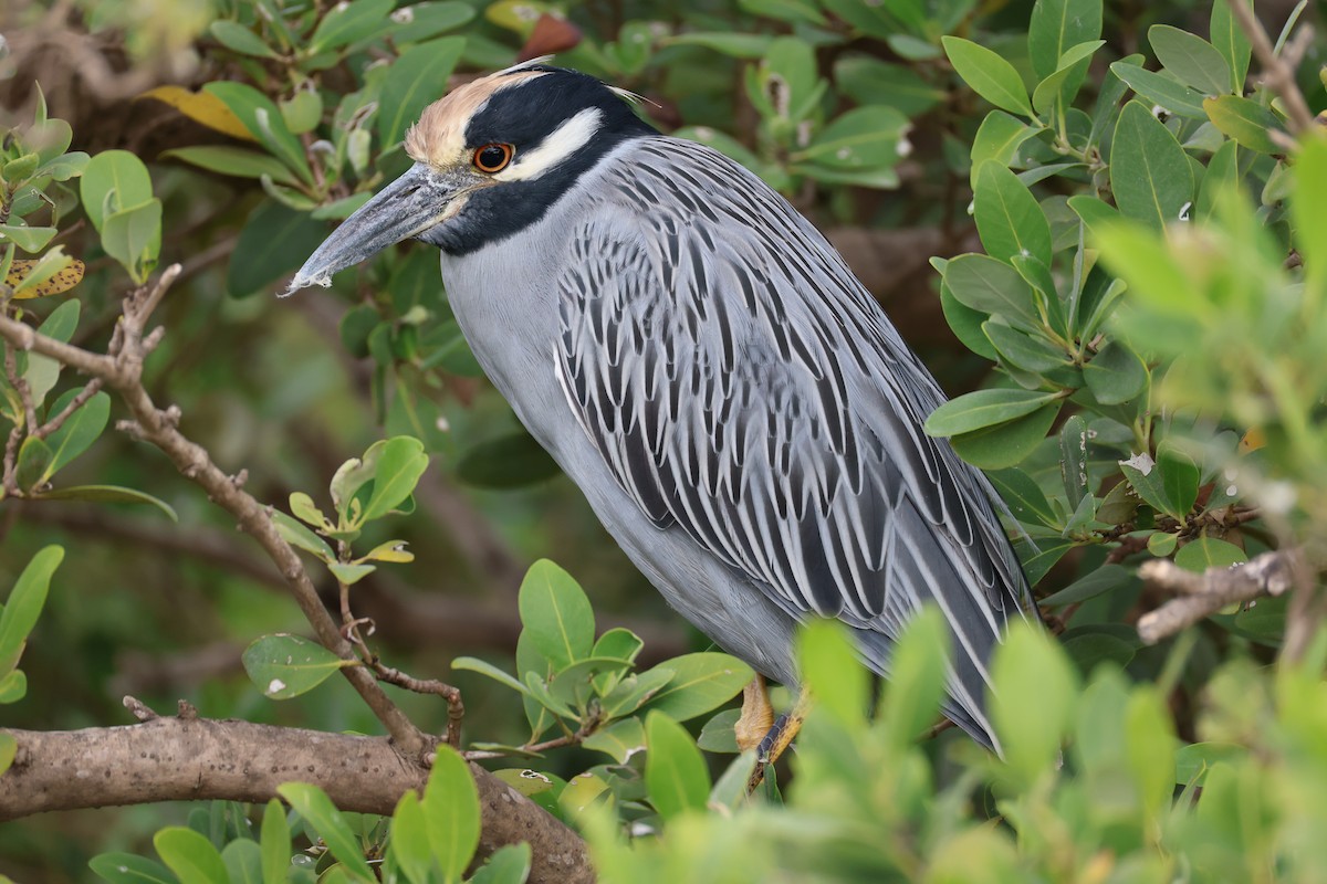 Sarı Tepeli Gece Balıkçılı - ML644786590