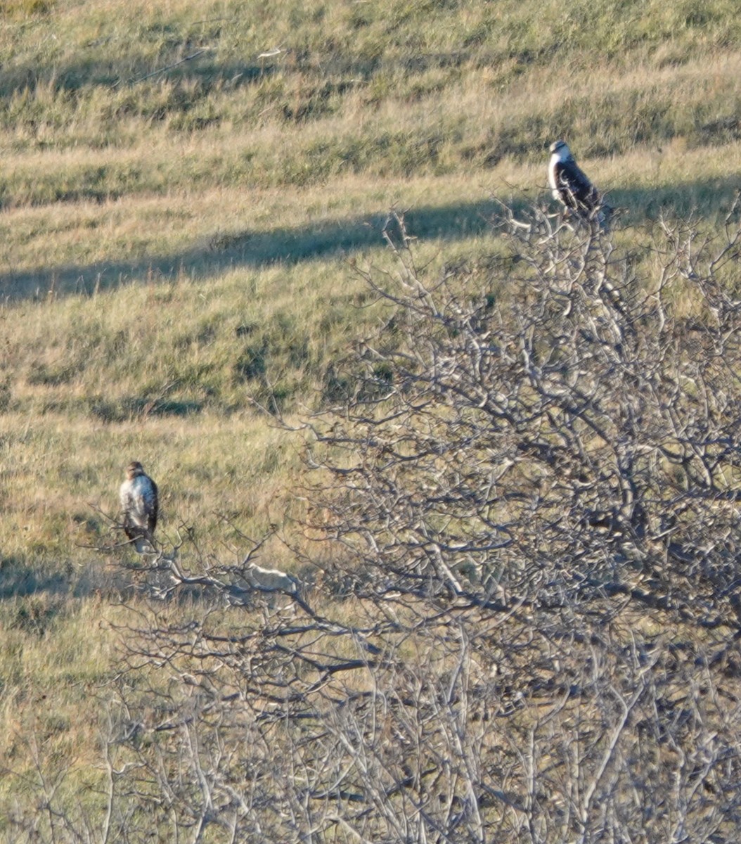 Ferruginous Hawk - ML644786591