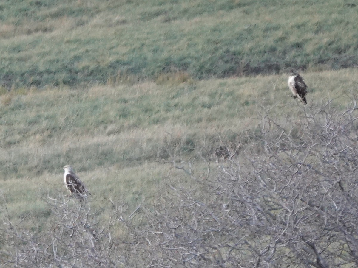 Ferruginous Hawk - ML644786592