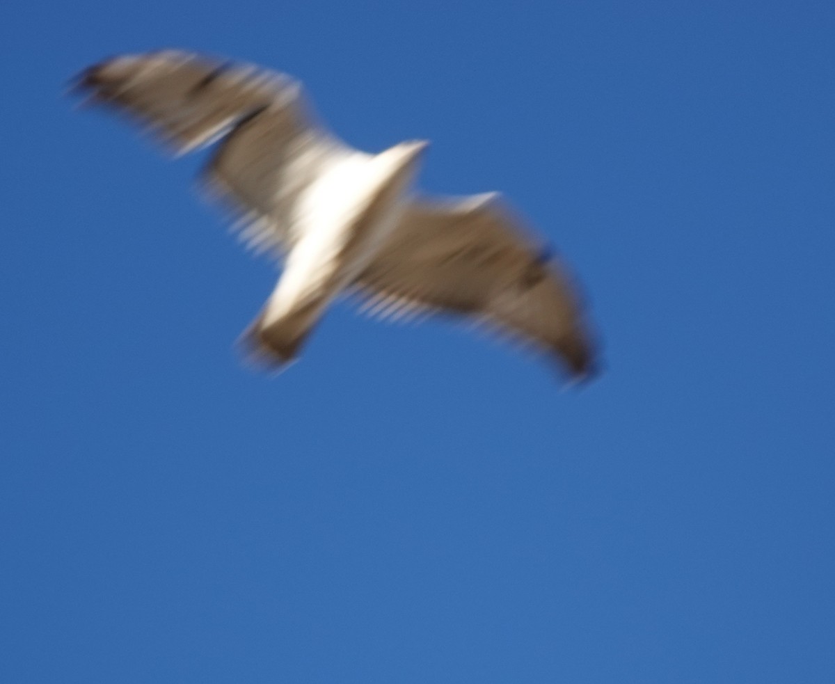 Ferruginous Hawk - ML644786593