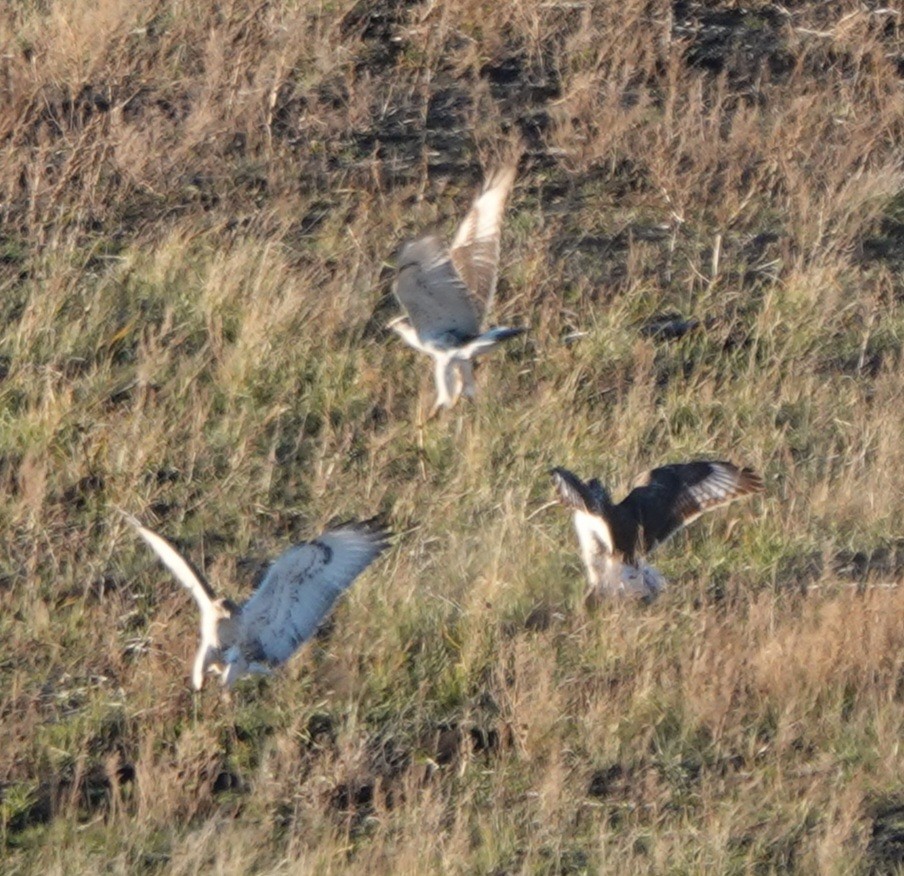 Ferruginous Hawk - ML644786594