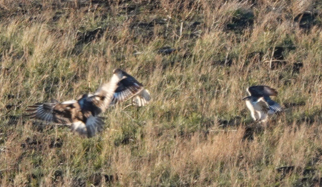 Ferruginous Hawk - ML644786595