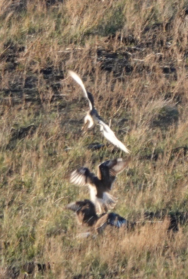 Ferruginous Hawk - ML644786596