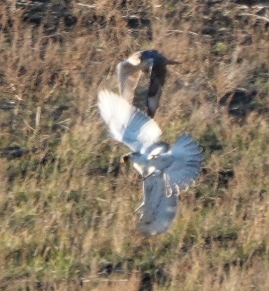 Ferruginous Hawk - ML644786597