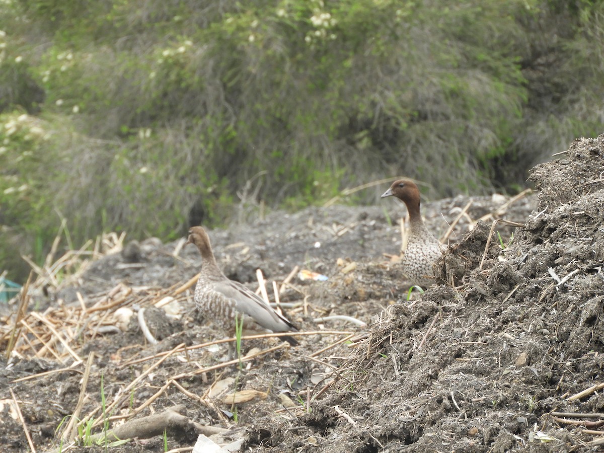 Качка гриваста - ML644786599