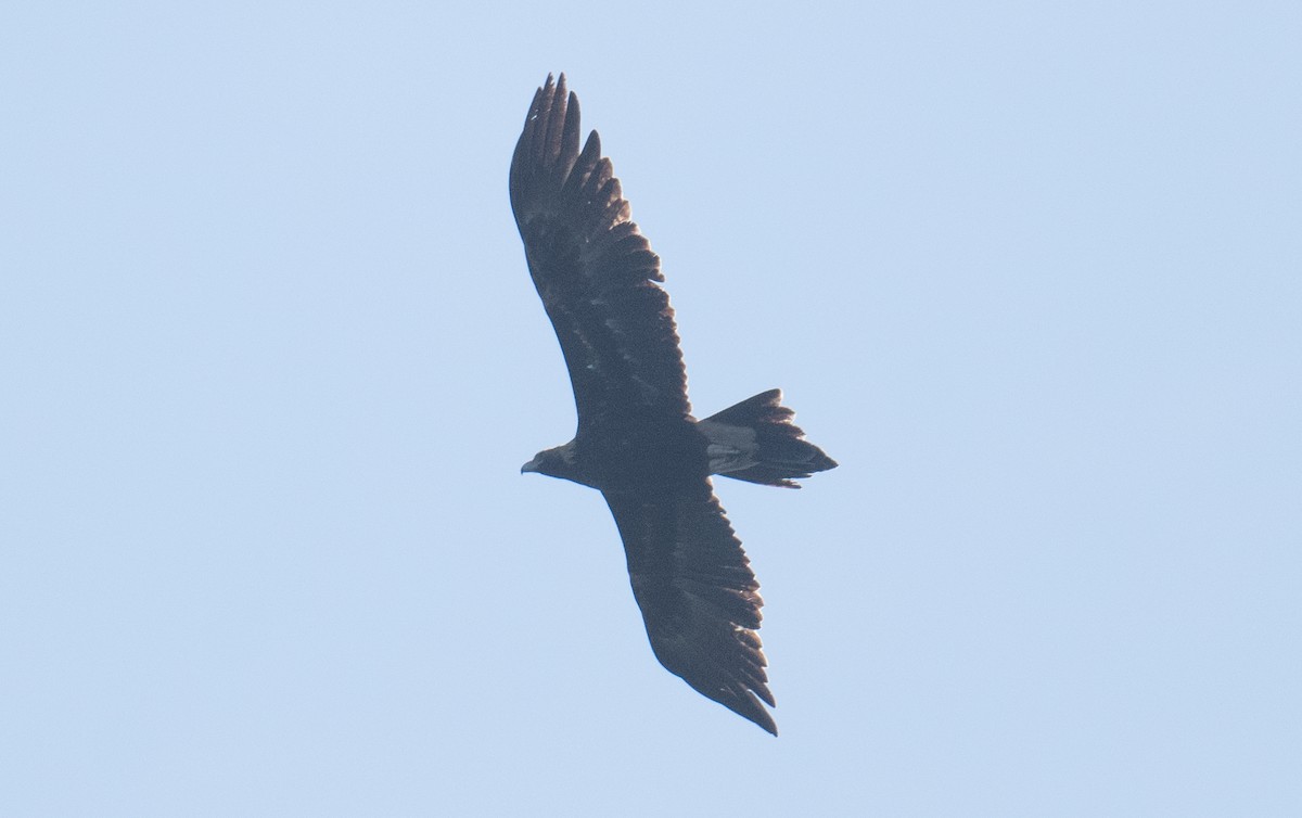 Орел австралійський - ML644786607