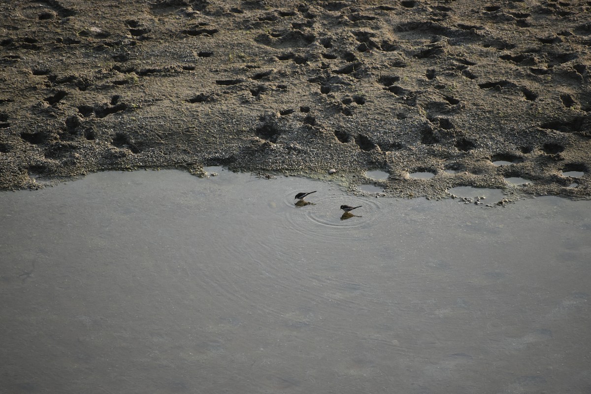 skjæreerle - ML644786608