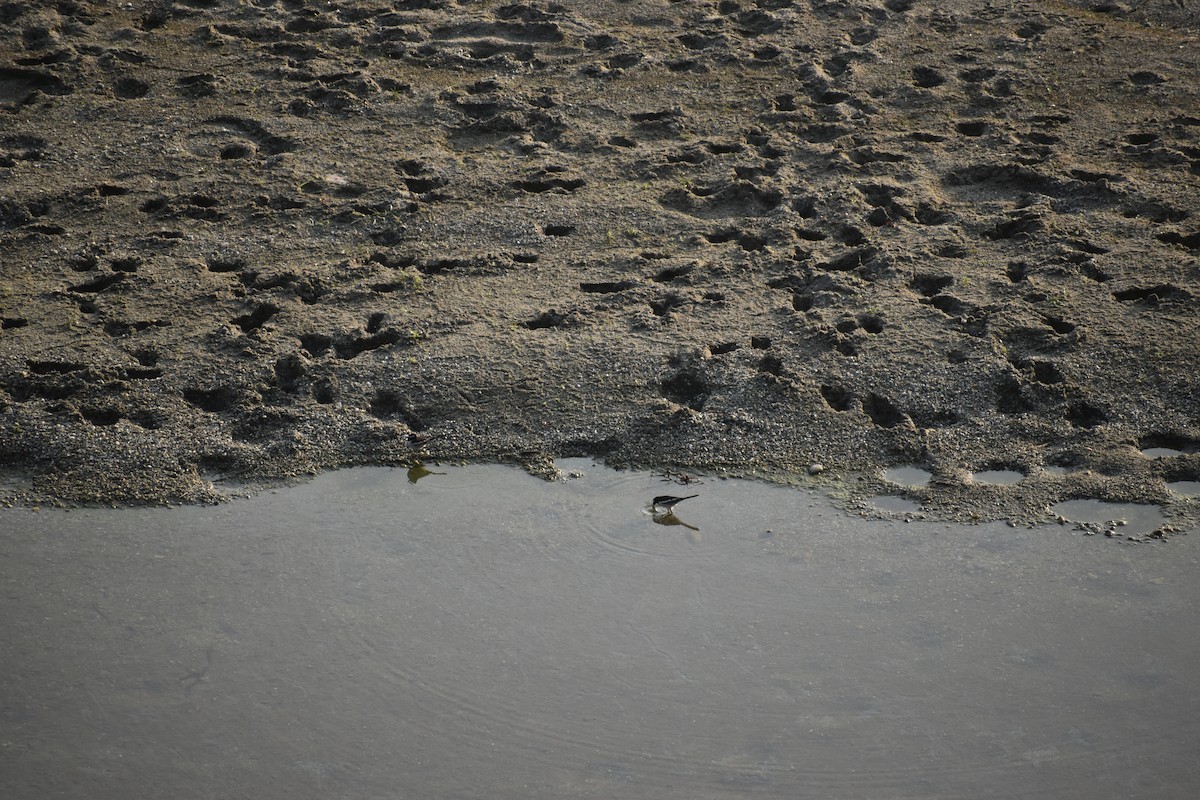 skjæreerle - ML644786609