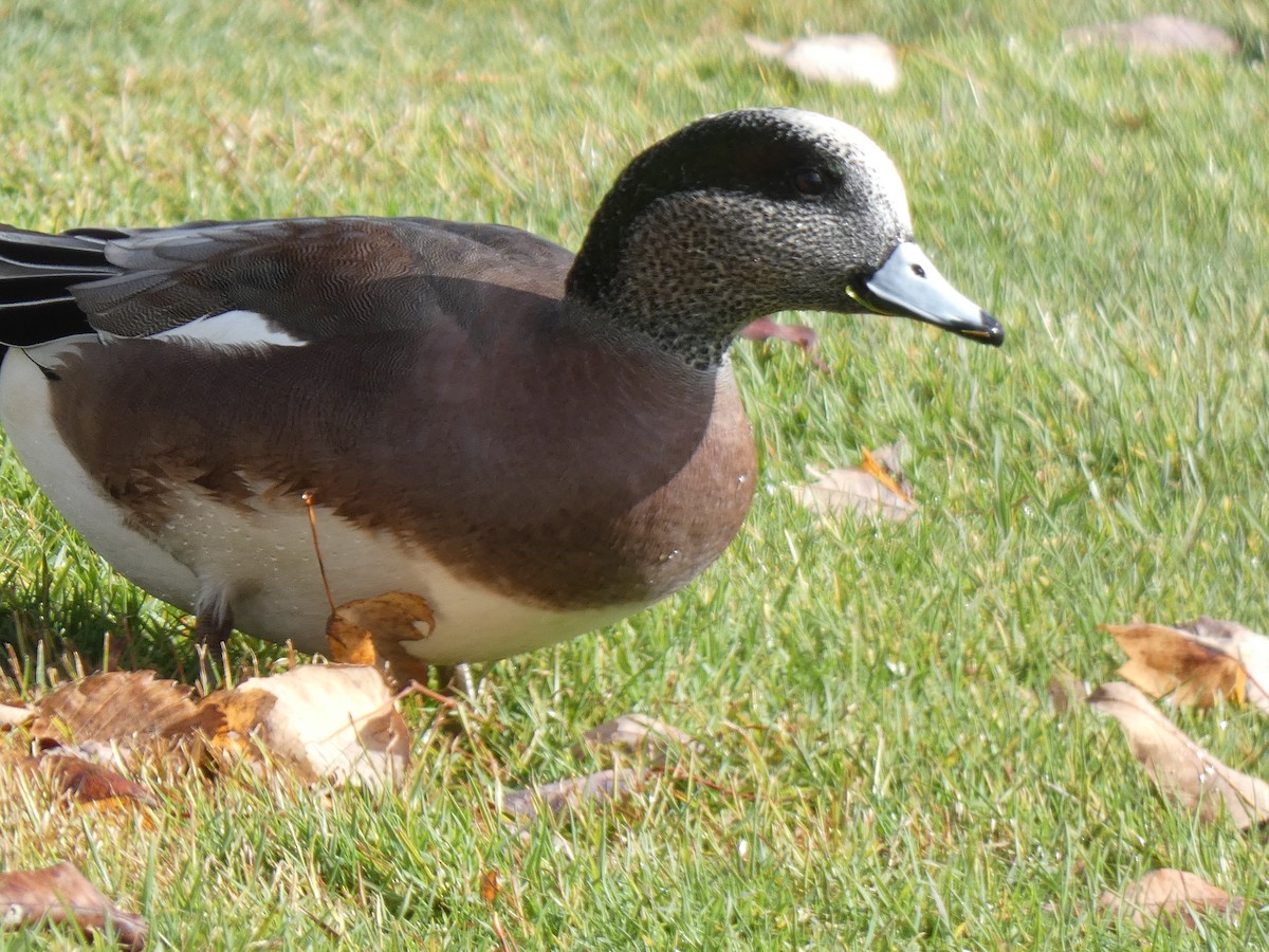 Свищ американський - ML644786610