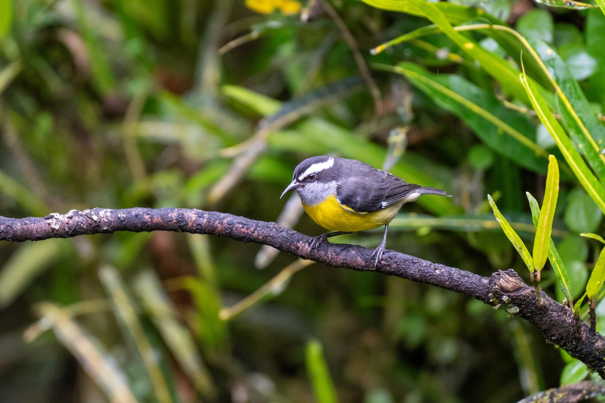 Bananaquit - ML644786616