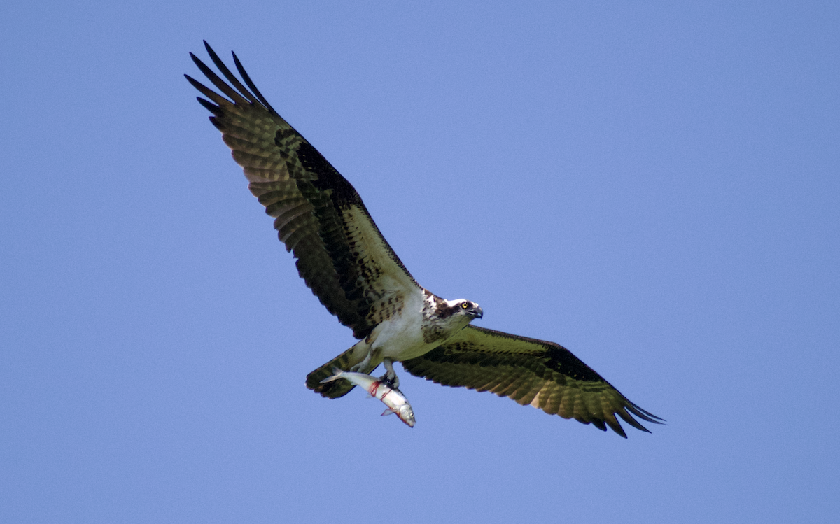 魚鷹 - ML644786618